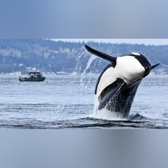 Meet your Posher, Jenna - Picture 8 of 11